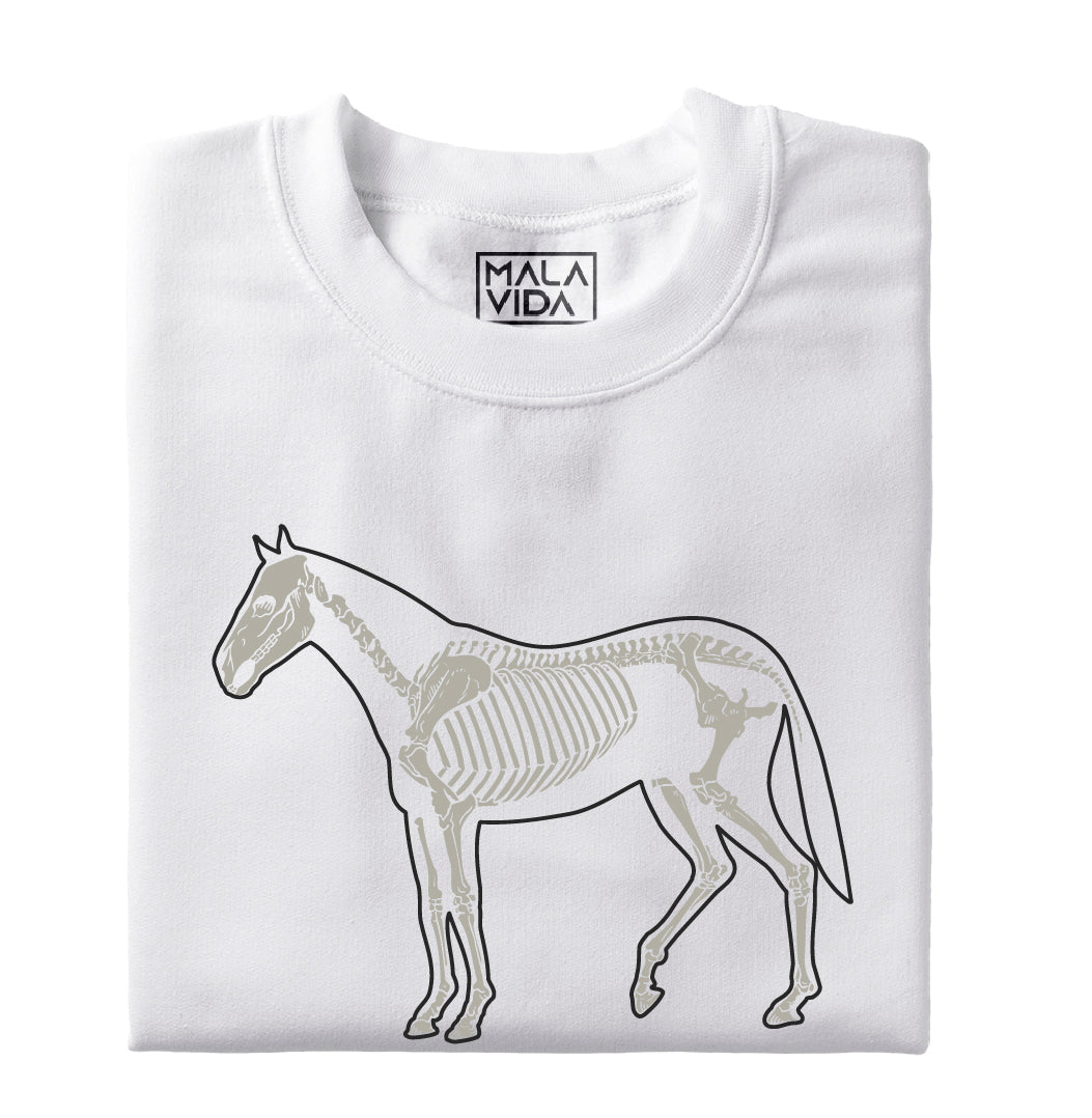 Caballo sistema óseo