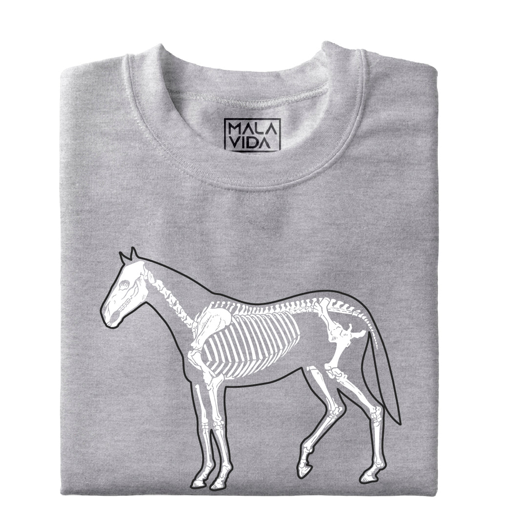 Caballo sistema óseo