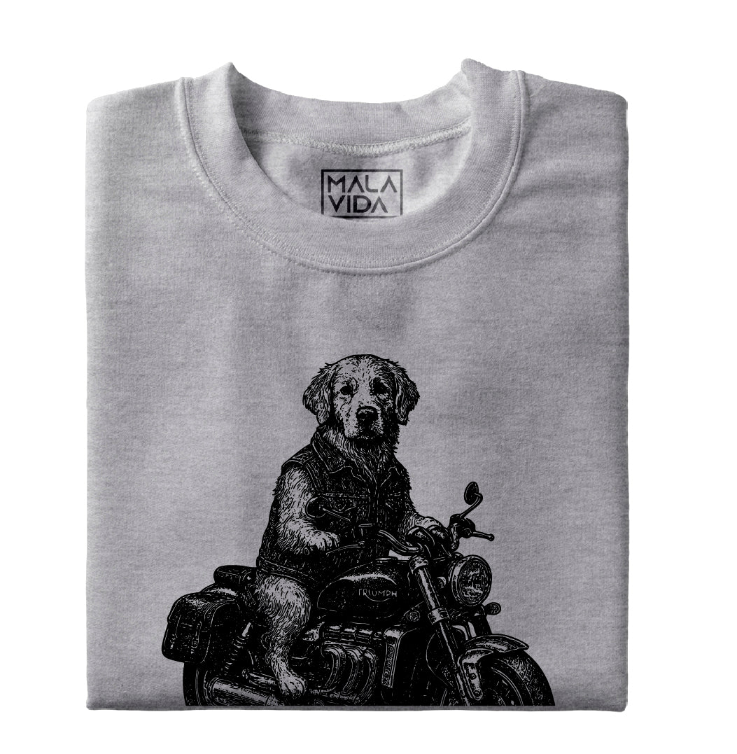 Golden Retriever rides a Triumph