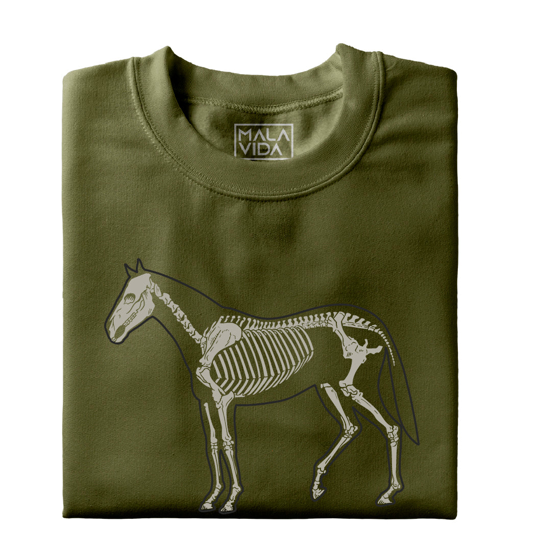 Caballo sistema óseo