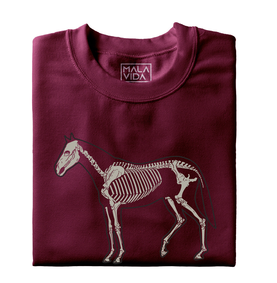 Caballo sistema óseo