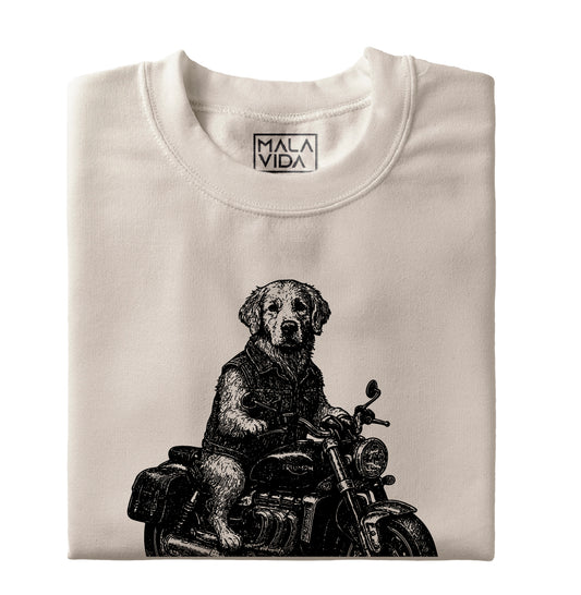 Golden Retriever rides a Triumph