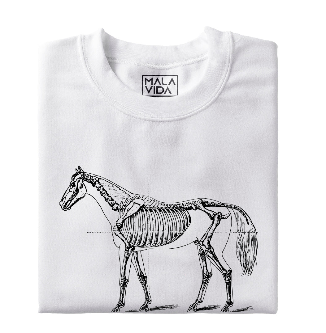 Esqueleto de Caballo