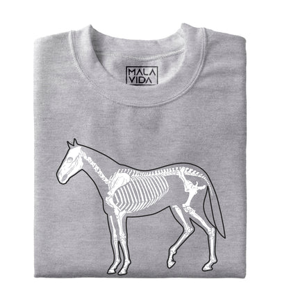 Caballo sistema óseo